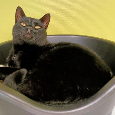 Muis